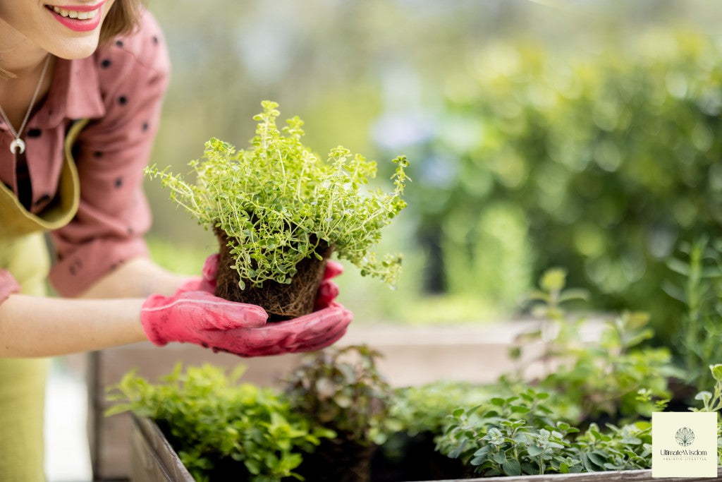 Growing herbal Plants at home